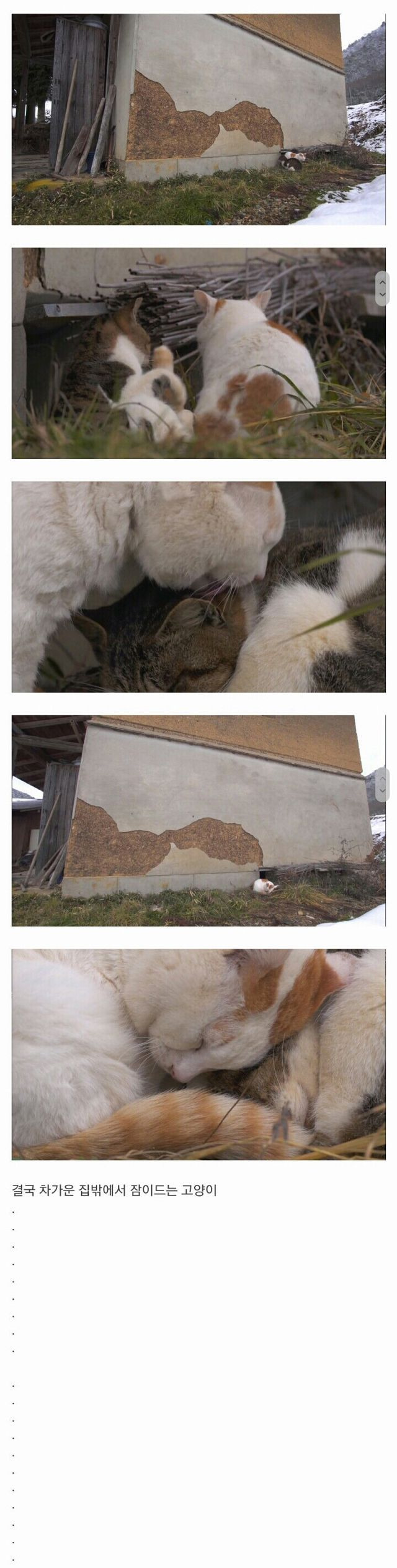 냥겐극장.. 할아버지와 고양이...jpg