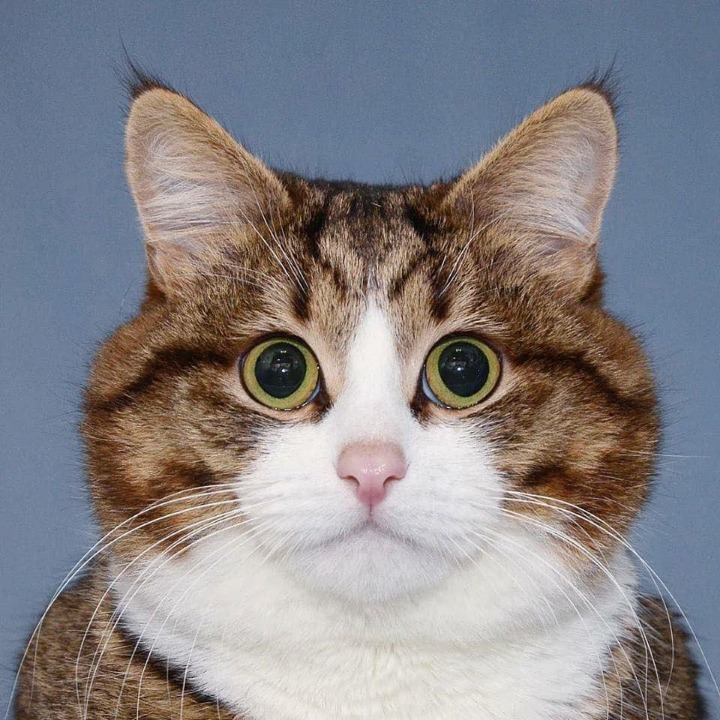 고양이의 다양한 표정.jpg