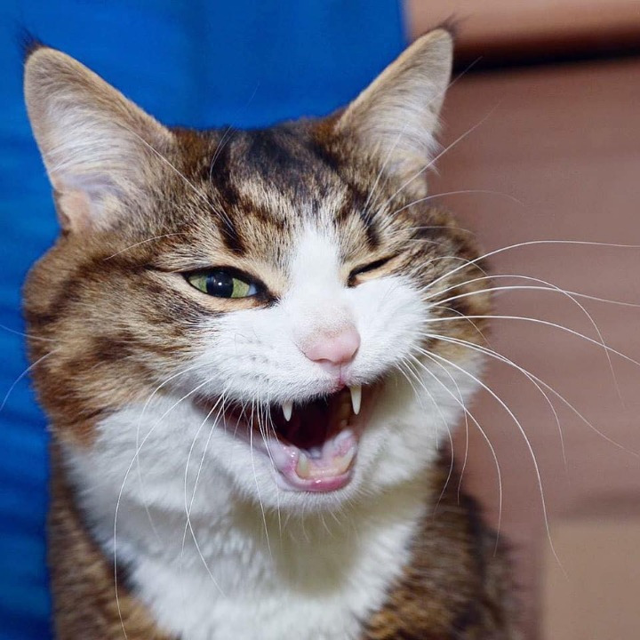 고양이의 다양한 표정.jpg