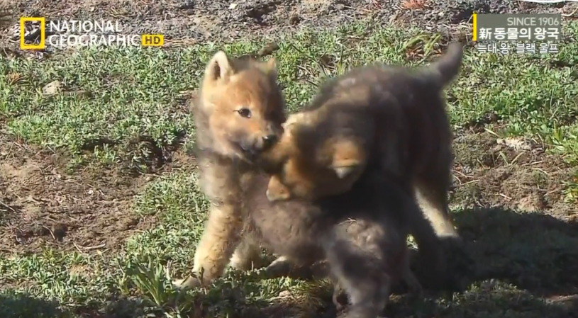 검은늑대의 좌충우돌 가족만들기