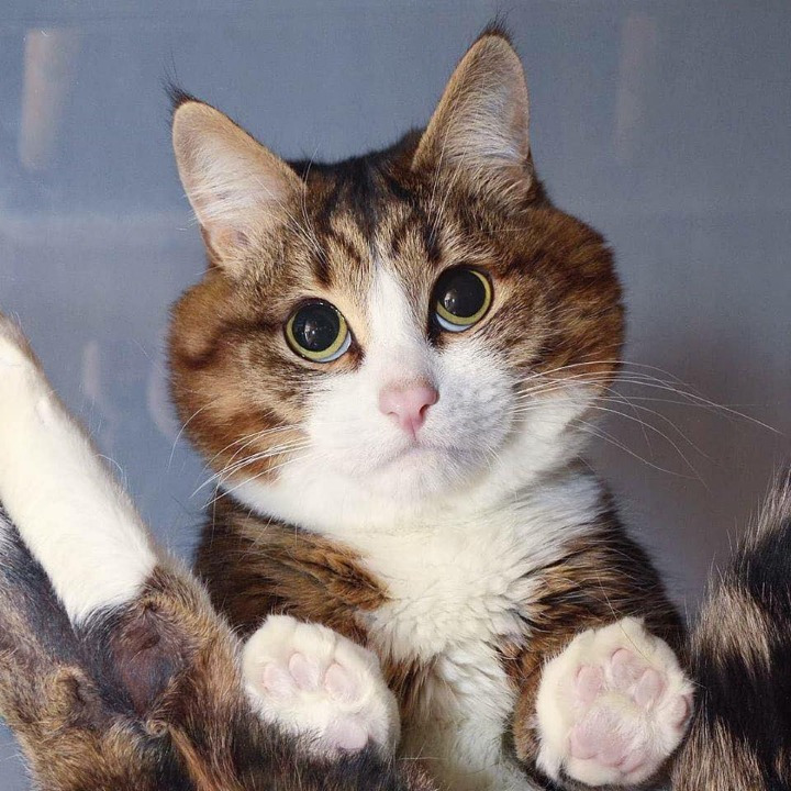 고양이의 다양한 표정.jpg