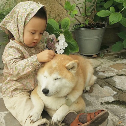 2살 소녀와 9살 시바견