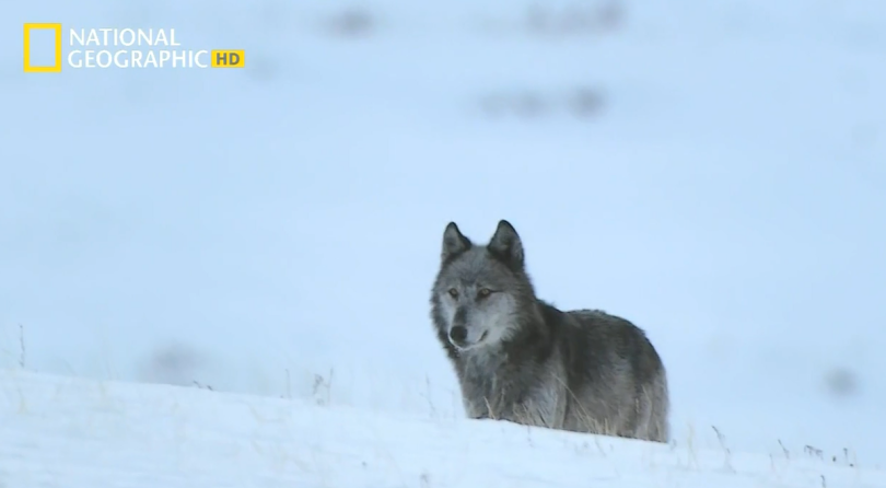 검은늑대의 좌충우돌 가족만들기