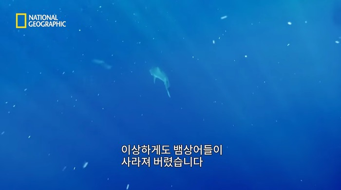 고래 먹방하던 상어들이 갑자기 사라진 이유