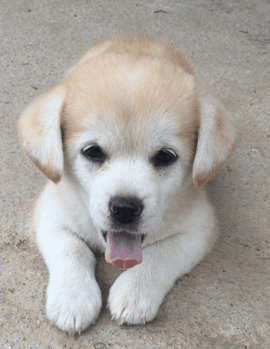 강에 빠진 개를 구한 디씨인.jpgif