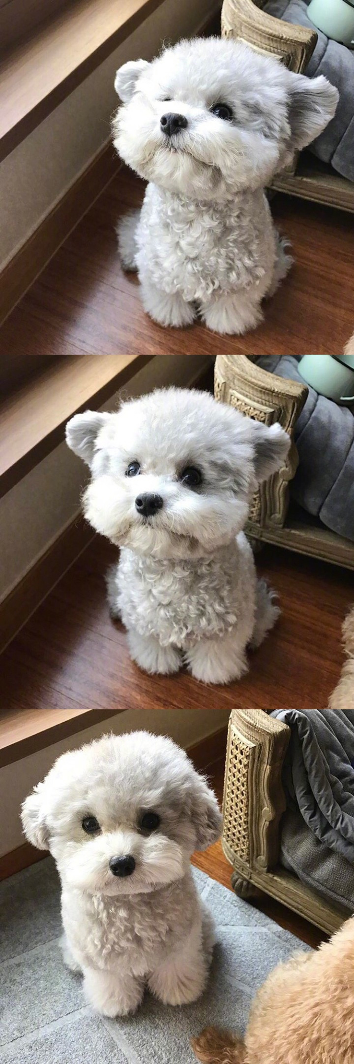 인형으로 자주 오해받는다는 실버푸들.