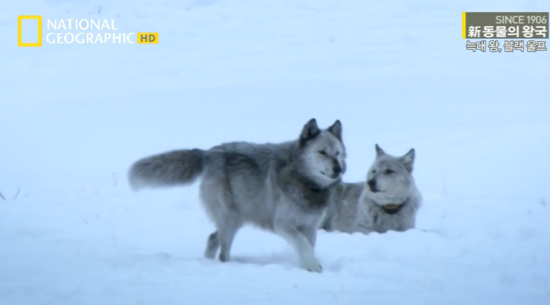 검은늑대의 좌충우돌 가족만들기