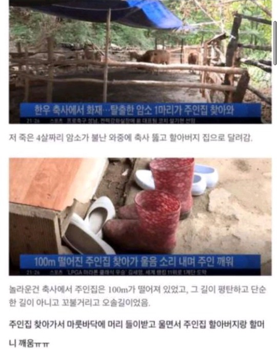 이 소는 절대로 안판다