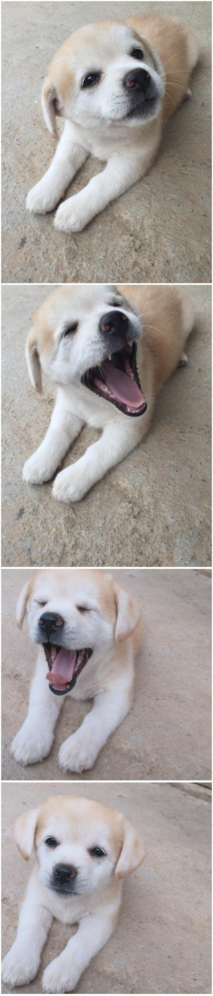 강에 빠진 개를 구한 디씨인.jpgif