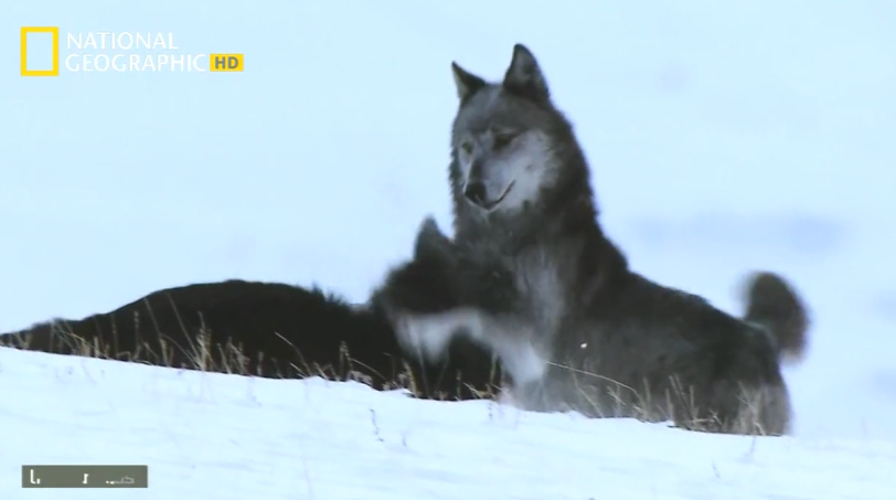 검은늑대의 좌충우돌 가족만들기