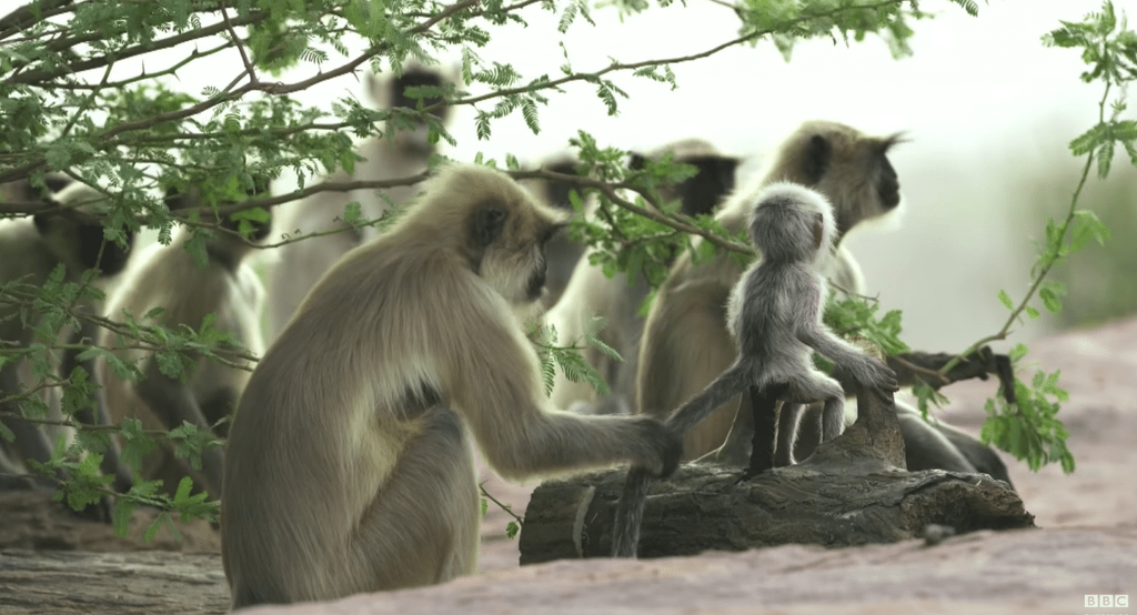 로봇 원숭이가 죽은 줄 알고 애도하는 원숭이들