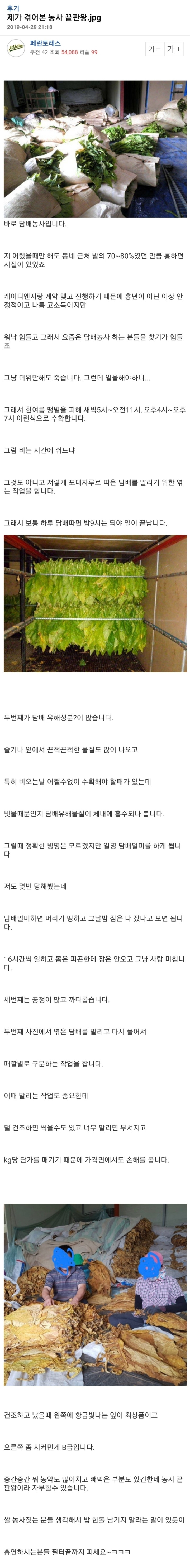 농사중 끝판왕이라는 담배 농사