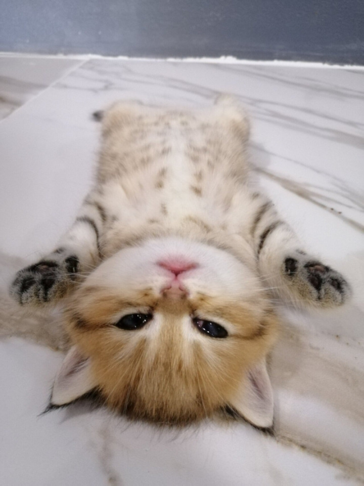 귀여운 고양이 가족