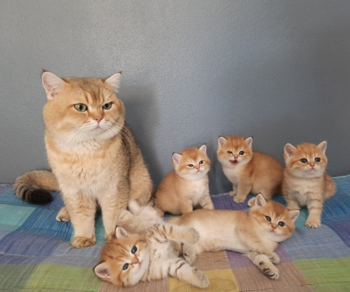 귀여운 고양이 가족