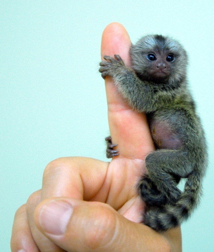 세상에서 가장 작은 원숭이 - 꾸르