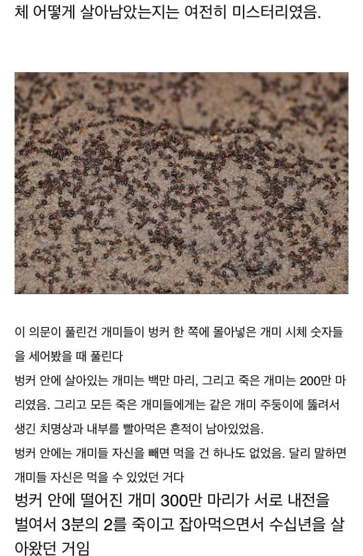 냉혹한 개미의 생존력