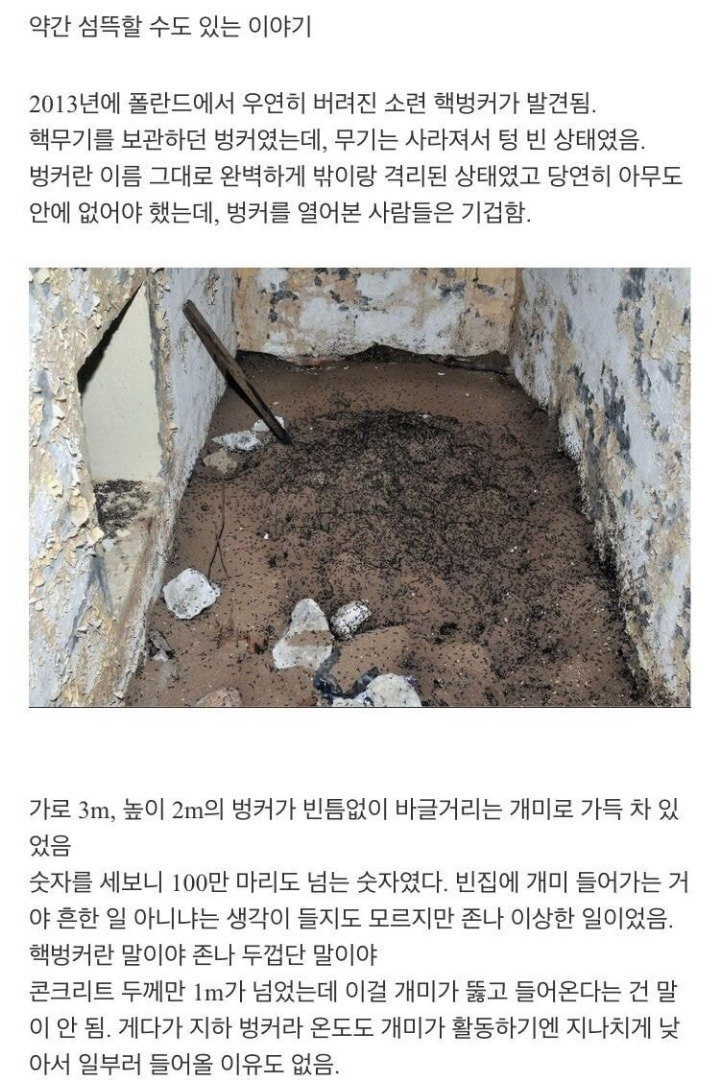 냉혹한 개미의 생존력