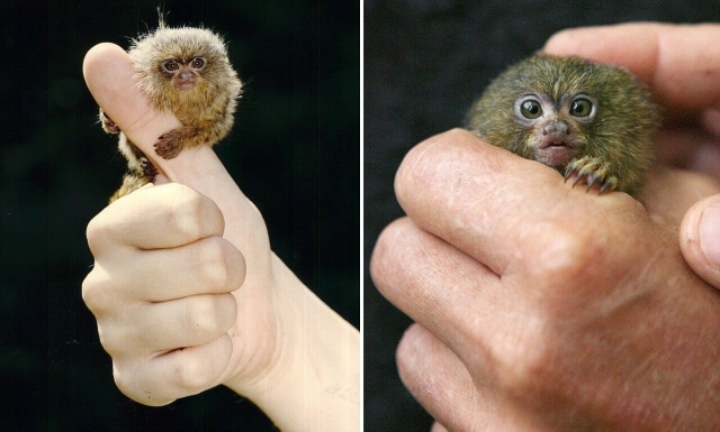 세상에서 가장 작은 원숭이 - 꾸르