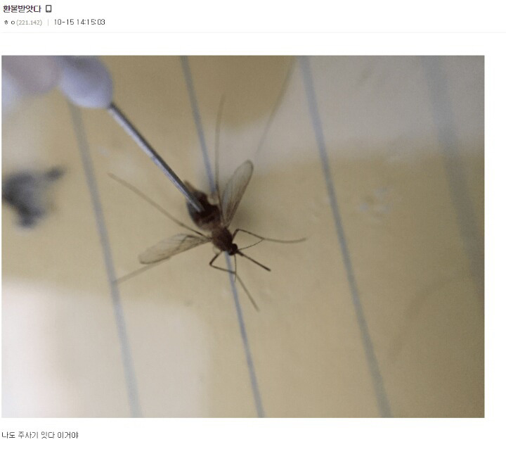 모기를 죽이는 다양한 방법 (스압)