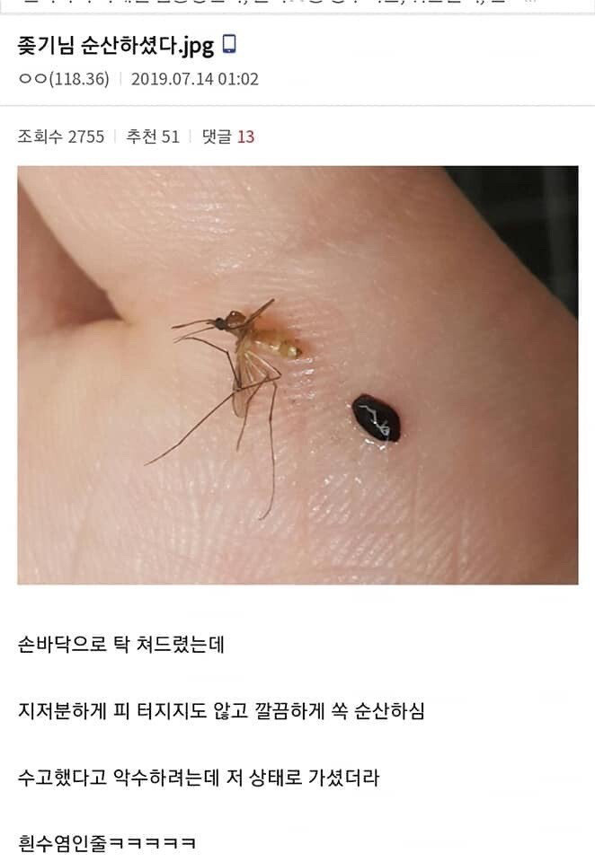 모기를 죽이는 다양한 방법 (스압)