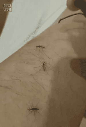 모기를 죽이는 다양한 방법 (스압)