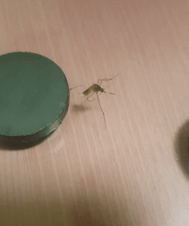 모기를 죽이는 다양한 방법 (스압)