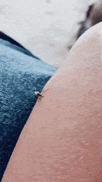 모기를 죽이는 다양한 방법 (스압)