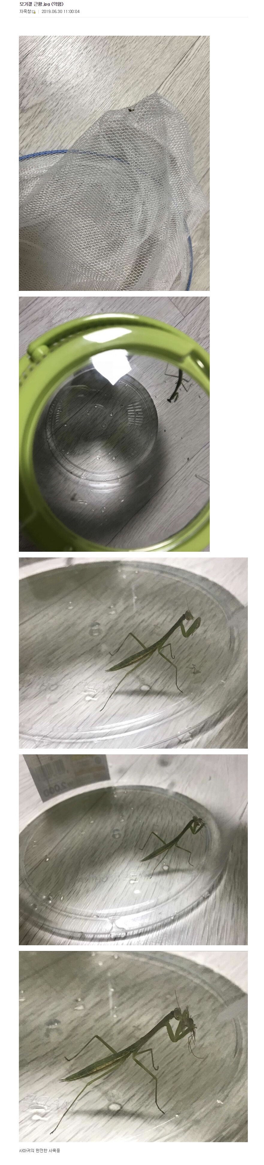 모기를 죽이는 다양한 방법 (스압)