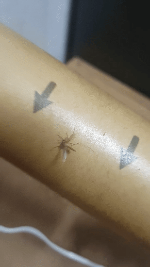 모기를 죽이는 다양한 방법 (스압)