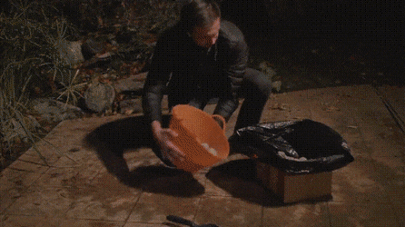 고양이 키우는데 외국이 더 좋은 이유