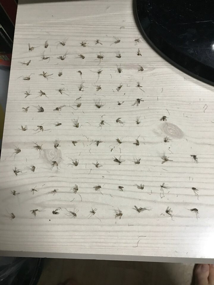 모기를 죽이는 다양한 방법 (스압)