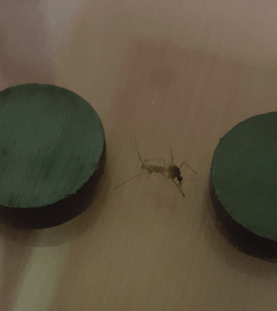 모기를 죽이는 다양한 방법 (스압)