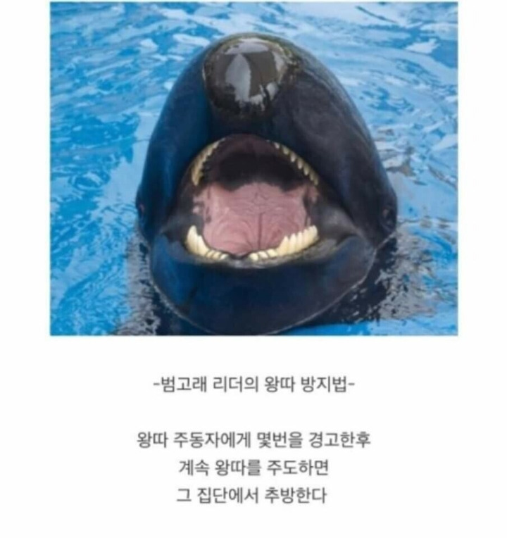 동물별 왕따 방지 방법 - 꾸르