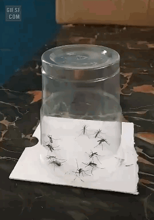 모기를 죽이는 다양한 방법 (스압)
