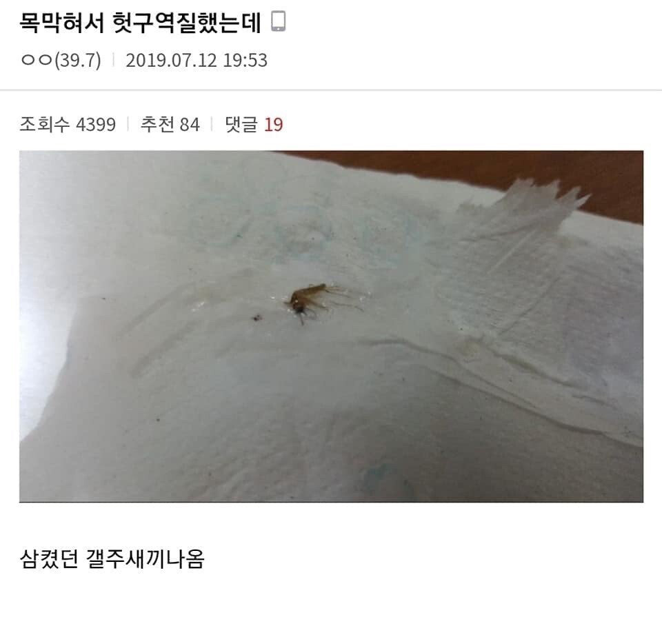 모기를 죽이는 다양한 방법 (스압)