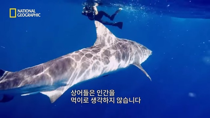 고래 먹방하던 상어들이 갑자기 사라진 이유