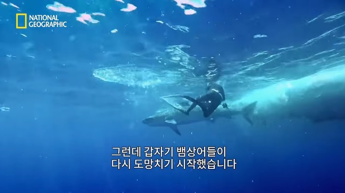 고래 먹방하던 상어들이 갑자기 사라진 이유