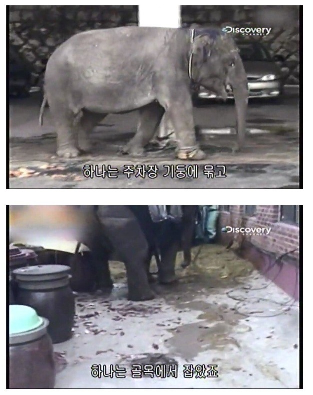 어린이대공원 코끼리 레전드 사건 - 꾸르