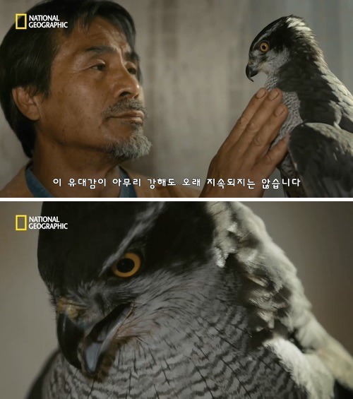 매꾼과 참매의 첫사냥, 신뢰의 한국 전통 매사냥