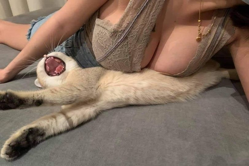 고양이 학대녀.jpg