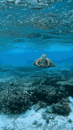 바닷속에서 쉬는 거북이