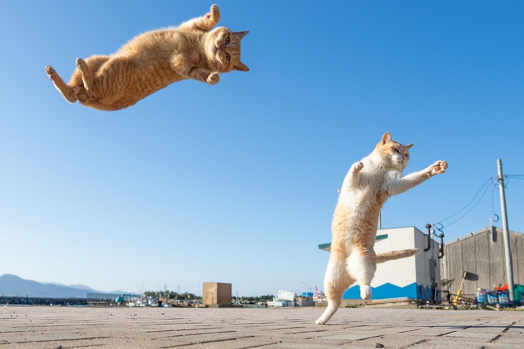 공중에서 고양이 표정 - ○○