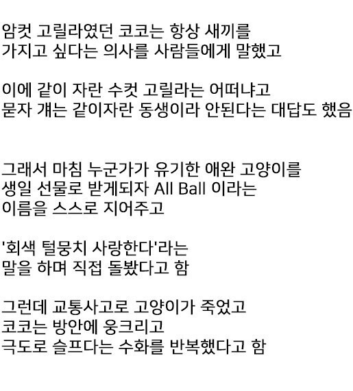 수화로 인간과 소통하던 고릴라 - ○○