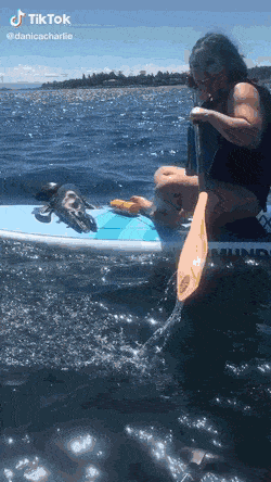 서핑보드에 올라온 새끼 물범 - 꾸르