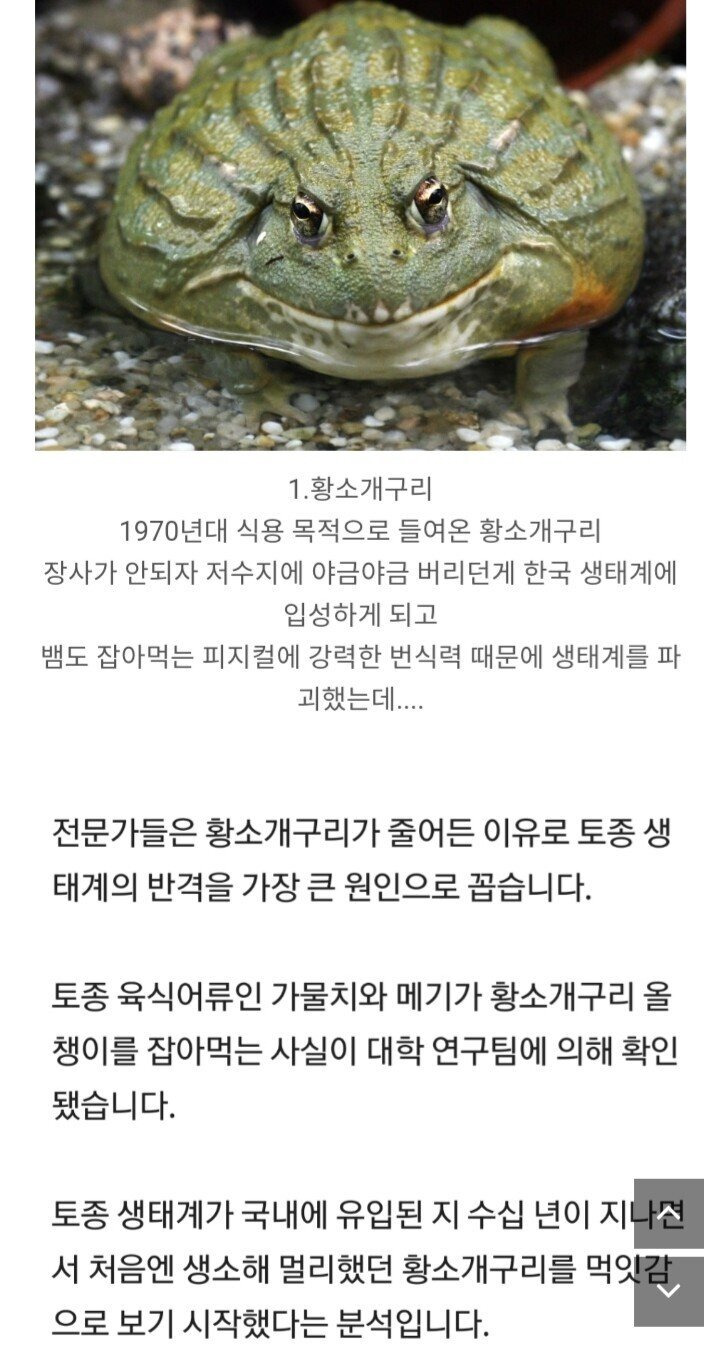 싱글벙글 K-생태계 - 짤티비