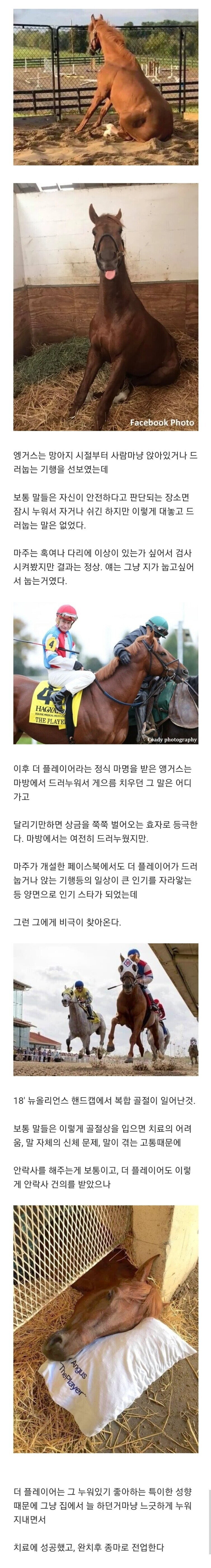 복합골절을 당한 말은 보통 안락사를 시킨다