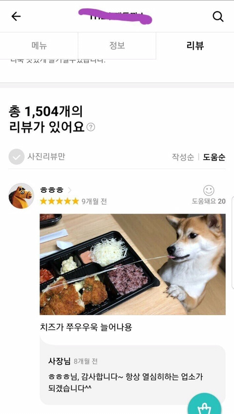 '치즈가 쭈우우욱 늘어나용' 시바견 리뷰 의외의 사실 - 꾸르