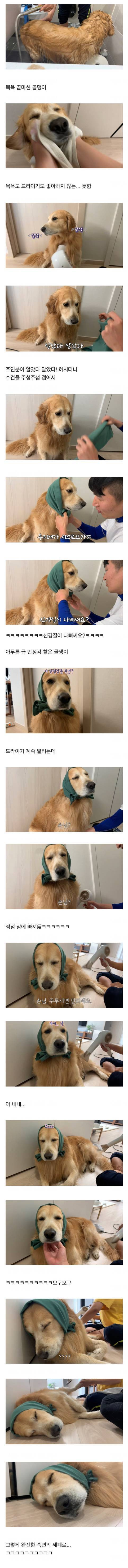 헤어 드라이어 싫어하는 동물들 꿀팁 - 꾸르