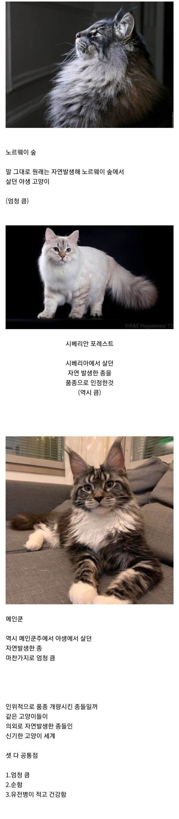 자연발생 품종묘