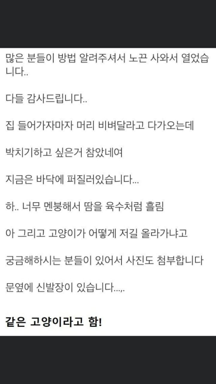 주인 때문에 눈물 흘린 집사 - 꾸르